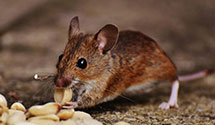 24 Hour & Emergency Exterminators in Creston, NE